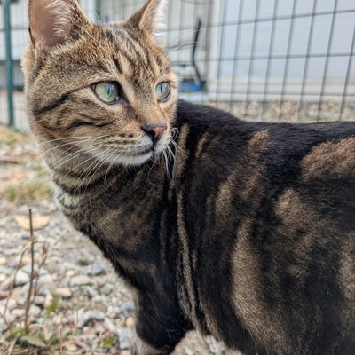 Minnow the magnificnet mouser at The Llama Sanctuary