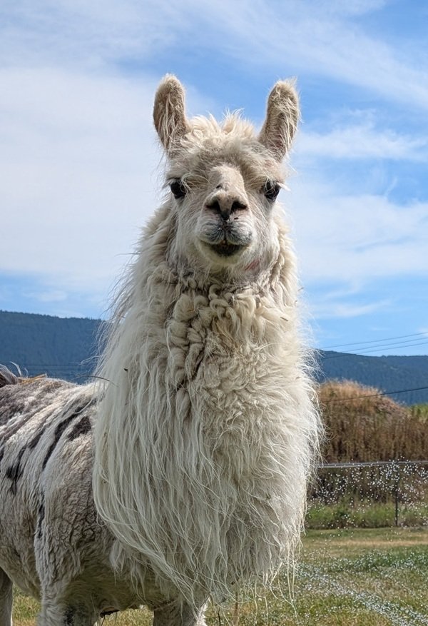 Llama MoonShadow has a beautiful smile