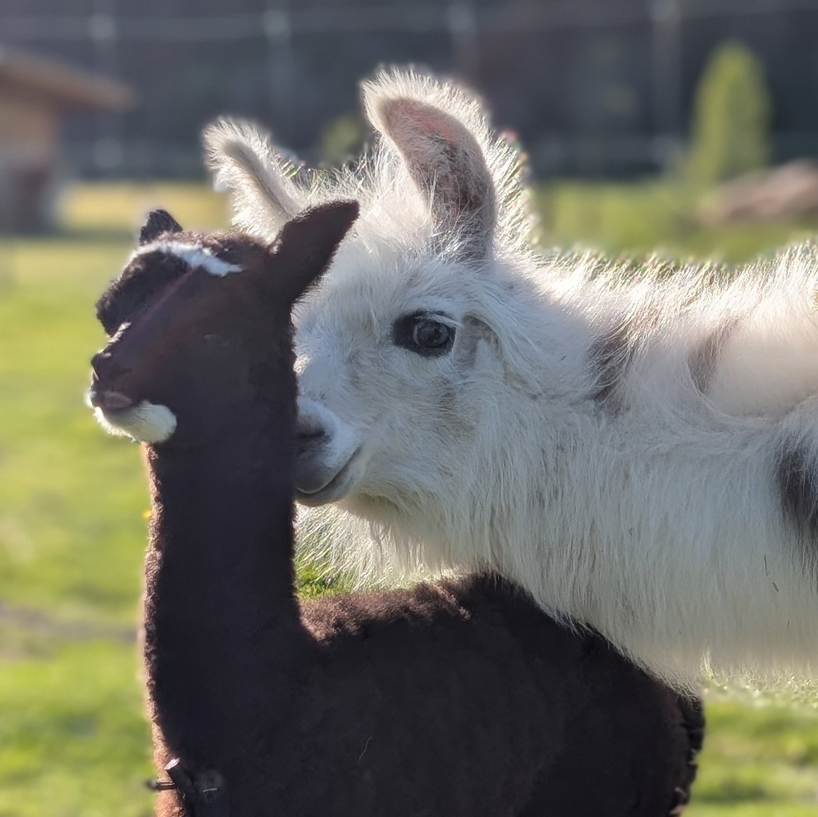 Visitors to The Llama Sanctuary will definitely meet PeeGee - she will ensure that it happens!