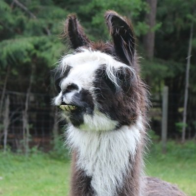 Rico the llama at The Llama Sanctuary in Tappen, BC