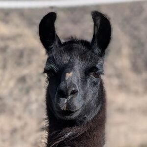 The Spice Girls visit The Llama Sanctuary