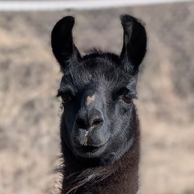The Spice Girls visit The Llama Sanctuary