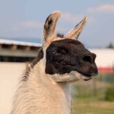Alpha llama Thoreau  punctured not one but both of his eyes