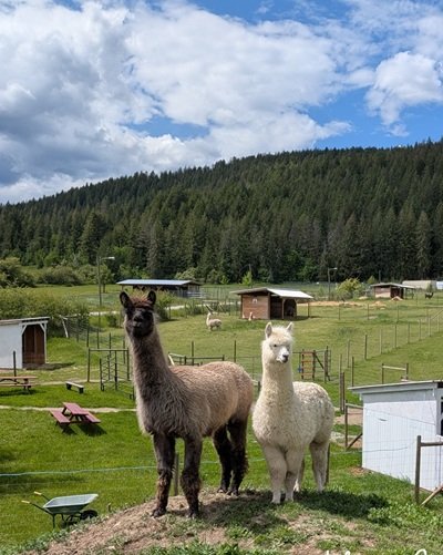 llamas standing on twizzle's Hill at the Llama Sanctuary