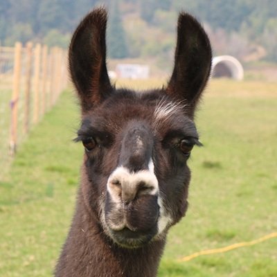 Yogi is a short and chubby fun-loving llama