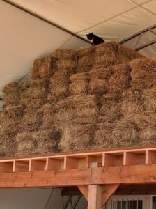 cat in the hayloft