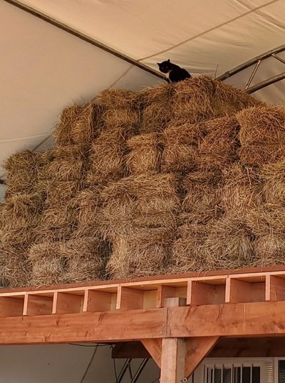 Boris in the Hayloft