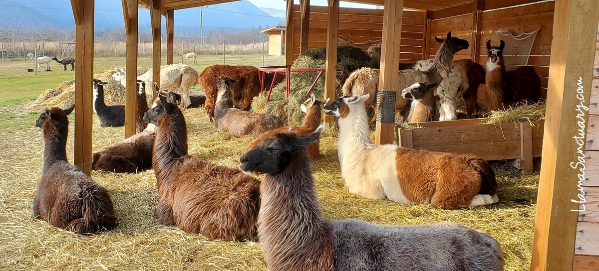 a crowded room of contented llamas at The Llama Sanctuary in Tappen, British Columbia