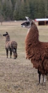 rescued llama Bruno arriving at The Llama Sanctuary