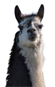 Llama Wari Eadie - one of the dozens of rescued camelids at The Llama Sanctuary