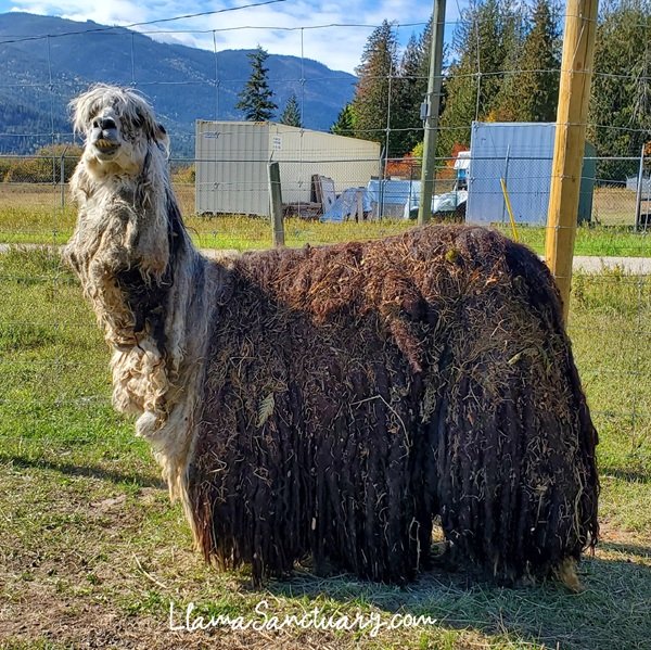 Eddie the alpaca is the worst case of neglect we have ever seen at The Llama Sanctuary