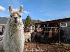 Llama MoonShadow and his rescued friends at The Llama Sanctuary in British Columbia