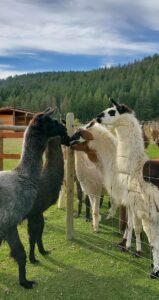 new arrivals at The Llama Sanctuary Saffron and Juniper